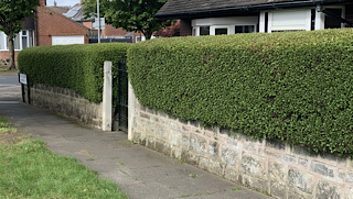 garden hedges trimmed
